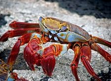 Die GandCrab-Ransomware kostenlos entschlüsseln