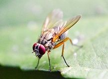 Fruitfly-Autor vor Gericht