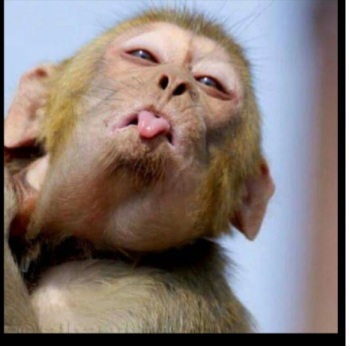 Es war offensichtlich ein Spaßvogel, der dieses freche Äffchen in der Nachricht platziert hat, Screenshot: mimikama.at